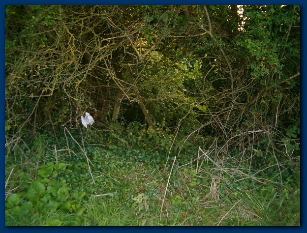 600x449 pixels (191K)